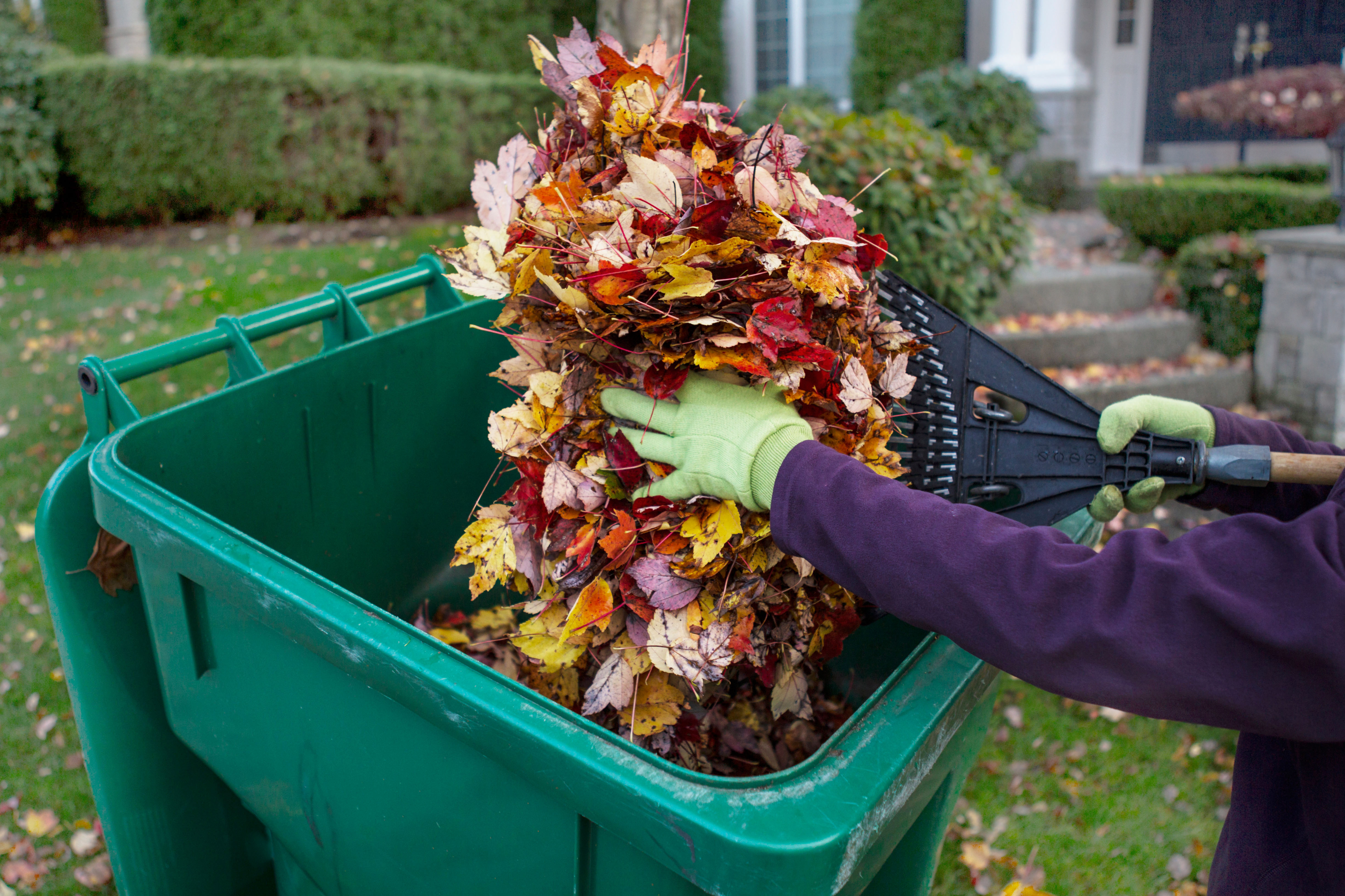Photo of person throwing fallen leaves into greenwaste bin