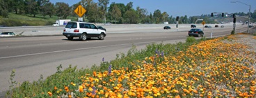 Wildflowers bloom along I-15 in North San Diego County