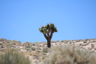 Joshua Tree located along State Route 136