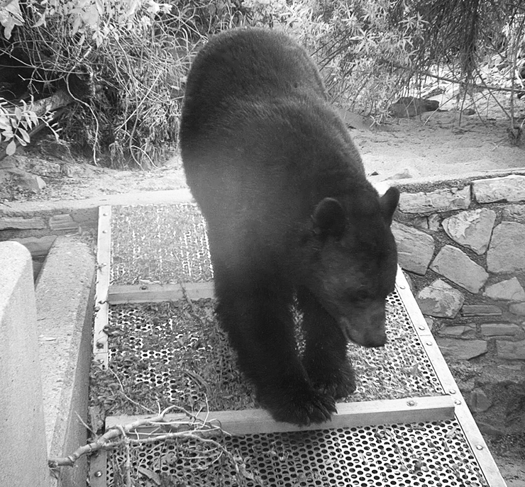 Photo of a bear using a wildlife passage.