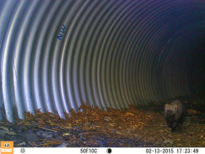 Pacific fisher in undercrossing