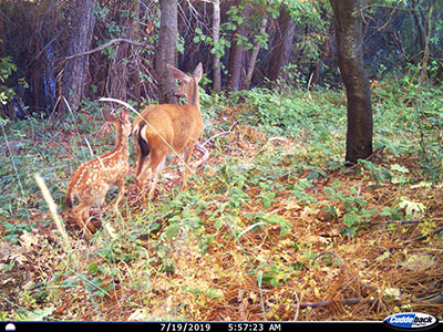 doe and her fawn