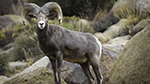 Photo of a Bighorn Sheep standing on hilly and rocky brush-covered terrain.