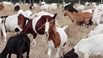 Caltrans using goats to remove invasive species