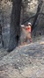 District 1 Acting Tree Crew Supervisor Michael Quinliven cuts down a hazardous tree during the disastrous October northern California fires..