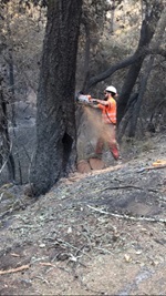 District 1 Acting Tree Crew Supervisor Michael Quinliven cuts down a hazardous tree during the disastrous October northern California fires..