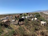 Caltrans is using goats to help controls weeds