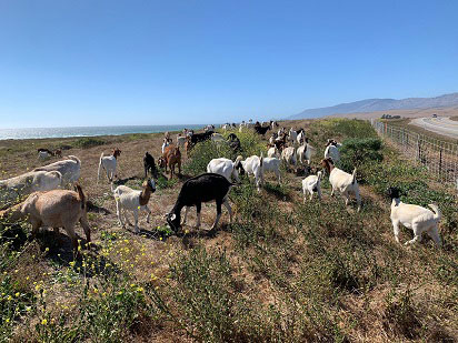 Rather than resort to herbicides, Caltrans has employed goats on weed-control patrol along State Route 1