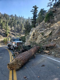 Caltrans workers prepare to remove a tree that fell on State Route 2 during the El Dorado Fire in San Bernardino National Forest. (Photo by Mario Salazar, District 7)