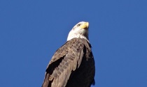 An uprooted bald eagle surveys the situation during the Ranch 2 Fire in Southern California. (Photo by District 7)