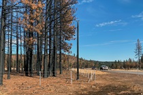 Black-scarred trees that were hit be late-summer wildfires of 2020 can be seen off both sides of State Route 36 west of Susanville.
