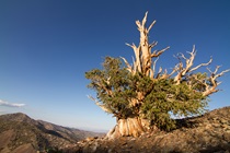 Bristlecone pine tree (Photo by Florene Trainor)