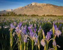 Bishop blooms add to the beauty of the Eastern Sierra. (Photo by Florene Trainor)