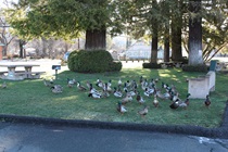 On a sunny, relatively warm February morning, a few dozen ducks congregated between the Lucerne park's lot and the roadway.