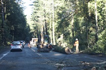 A maintenance crew clears wind-felled trees along a forest-surrounded portion of U.S. Highway 101 north of Willits.