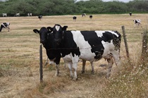 As motorists turn south near Valley Ford to continue along State Route 1, they are likely to under bovine surveillance.