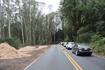 Tree maintenance brings State Route 1 to a temporary halt near Olema.