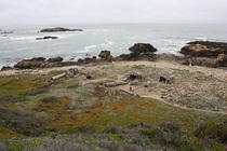 Long-abandoned, or quickly deteriorated, wooden structures were seen off Highway 1 near Half Moon Bay in mid-May.