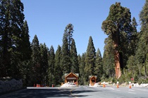 Big, tall trees -- really, really big and tall trees -- loom over the entrance kiosks for Kings Canyon and Sequoia national parks on Highway 180.