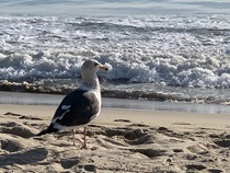 Santa Monica beach (Photo by Lauren Wonder)