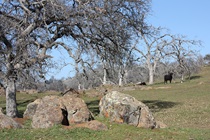 These distinctive rock outcroppings become a striking and frequent sight along SR-140 as it transitions from valley floor toward the Sierra Nevada.