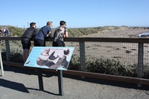 One of the most popular, and memorable, places to stop along the Central coast is the elephant sea rookery near San Simeon.