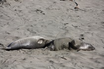 These elephant seals resting at Piedras Blancas are, rather astoundingly, two of hundreds there, and are among the smallest.