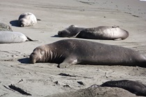 Late January, late April and late October reportedly are the busiest times for sea lions at the rookery. In early March, the vibe was agreeably lazy.