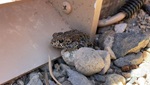 For District 9 toad-crossing story