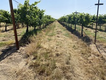 Vineyards are a common sight along Highway 88 as it makes its way through the Central Valley toward the Sierra Nevada.