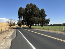 Every now and then, an old oak graces the side of State Route 132.