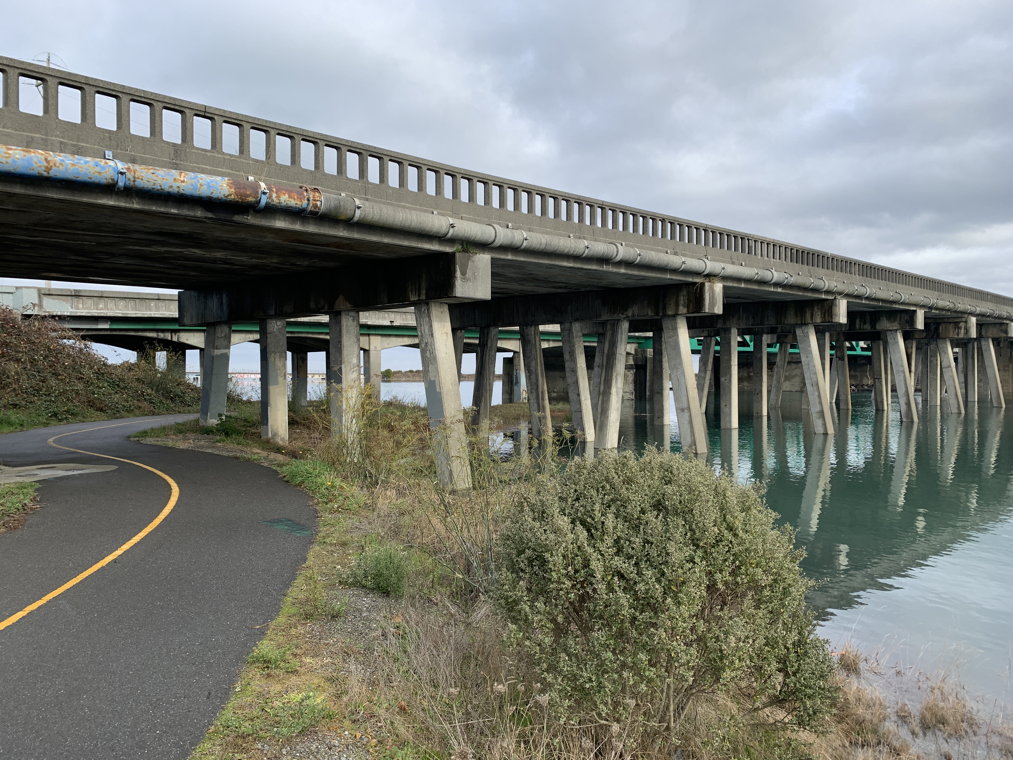 Eureka Slough Bridge from bike path. Concrete pillars extend from under the bridge deck into the green water of the Eureka Slough. 