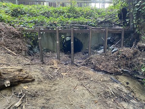 Water runs from a culvert under a roadway with a grate in front and greenery surrounding.