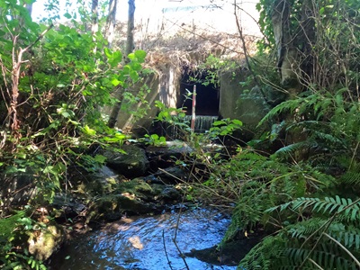 Water runs through a culvert under State Route 1 in Mendocino County. Greenery surrounds the outlet. 