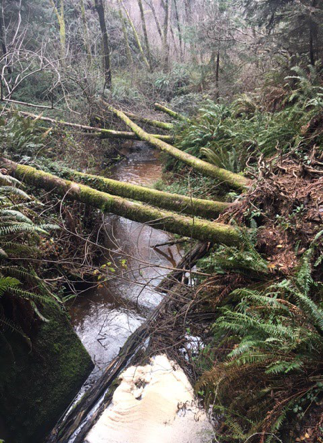 A full creek is bordered by ferns and brush with moss covered logs running across.