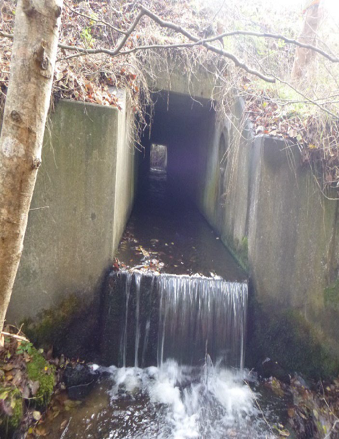 Water flows through a concrete box culvert and spills out onto the foreground. Leaves and trees cover the outside of the structure. 