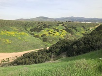 July 2019 – As part of the SR 11/Otay Mesa East Port of Entry Project, several sites in South County were preserved as open space to mitigate impacts from construction, including Johnson Canyon. This habitat is home to many plants and animals, including the coastal California gnatcatcher, Least Bell’s vireo, the Quino checkerspot butterfly, the Otay tarplant, and the Cactus wren. For more information call (619) 688-6670 or email CT.Public.Information.D11@dot.ca.gov