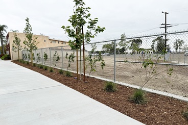 trees and plants near fence