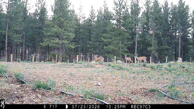 Deer on US 97 Overcrossing