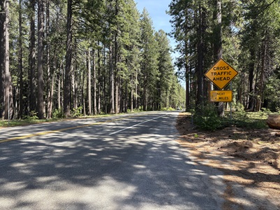 A two-lane forested roadway curves gently to the right, surrounded by tall pine trees on both sides. Sunlight filters through the branches, creating patches of light and shadow on the pavement. On the right side of the road, a yellow diamond-shaped warning sign reads “CROSS TRAFFIC AHEAD,” with a smaller rectangular sign below it that reads “NEXT 4 MILES.” The scene is quiet and rural, with dense greenery and no vehicles or people visible.