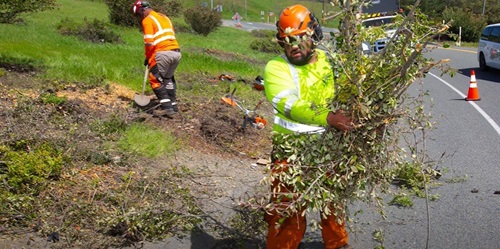 Workers cleaning up vegetation along State Route 17
