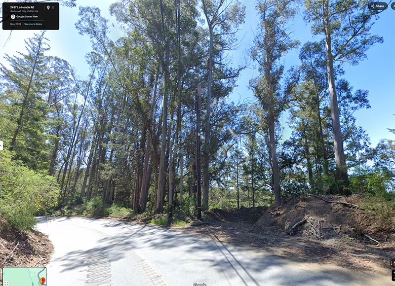 Eucalyptus trees on State Route 84.
