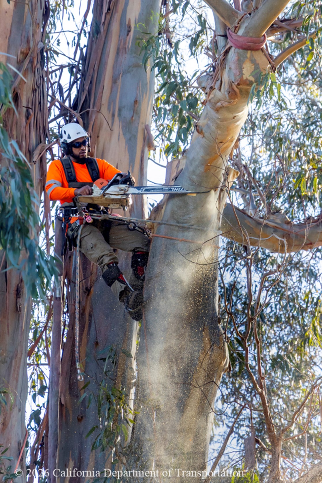 Caltrans cutting tree with chainsaw as part of the State Route 82 El Camino Real Roadway Renewal.