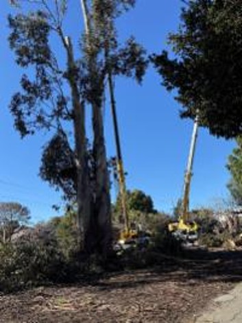 Caltrans crew continue tree removal work on State Route 82 (El Camino Real) in Burlingame.