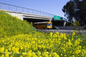 Yellow flowers next to highway overpass