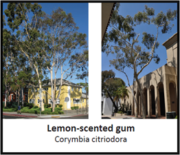 Labeled photograph of Lemon-scented gum trees that includes the species' scientific name, Corymbia citriodora.