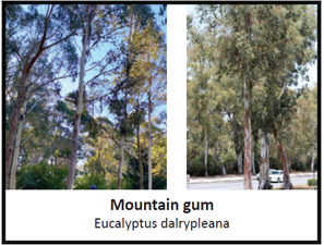 Labeled photograph of Mountain gum trees that includes the species' scientific name, Eucalyptus dalrypleana.