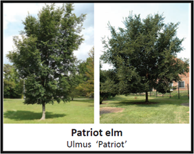Labeled photograph of Patriot elm trees that includes the species' scientific name, Ulmus 'Patriot'.