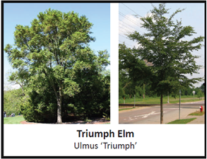 Labeled photograph of Triumph Elm trees that includes the species' scientific name, Ulmas 'Triumph'.