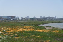 View of the San Francisco–Oakland Bay Bridge from the Emeryville Crescent Marsh.